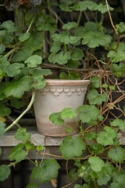 Bergs Potter Copenhagen Pot Rose, 12 Cm 9 Bergs Potter Copenhagen Pot Rose, 12 Cm -Hay Sales Store bergs potter copenhagen pot rose 2