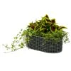 Korbo Flower Box 49x20 Cm, Acid-proof Stainless Steel